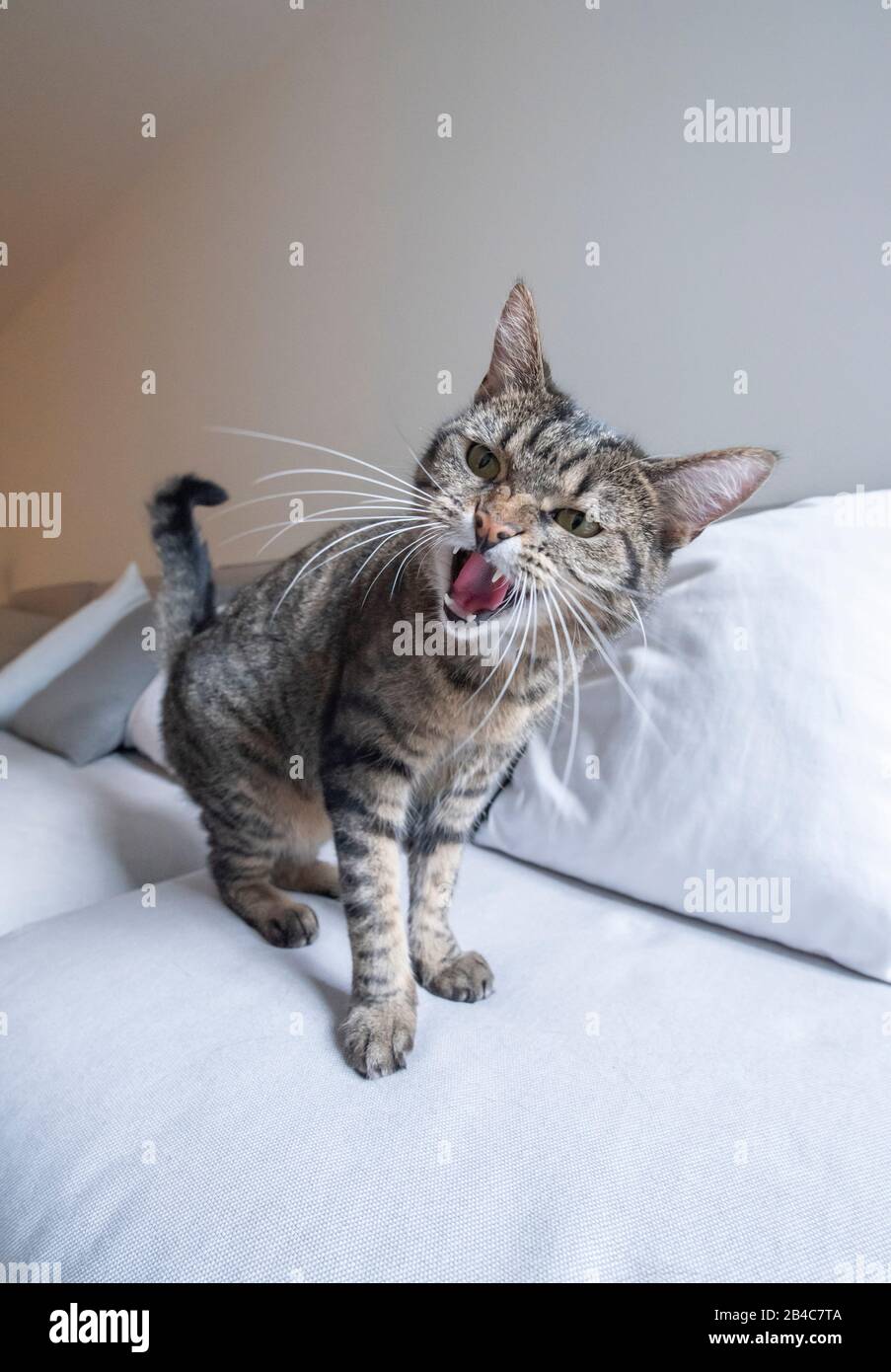 tabby domestique pylthair chat debout sur un canapé gris regardant un baiser en colère à l'appareil photo Banque D'Images