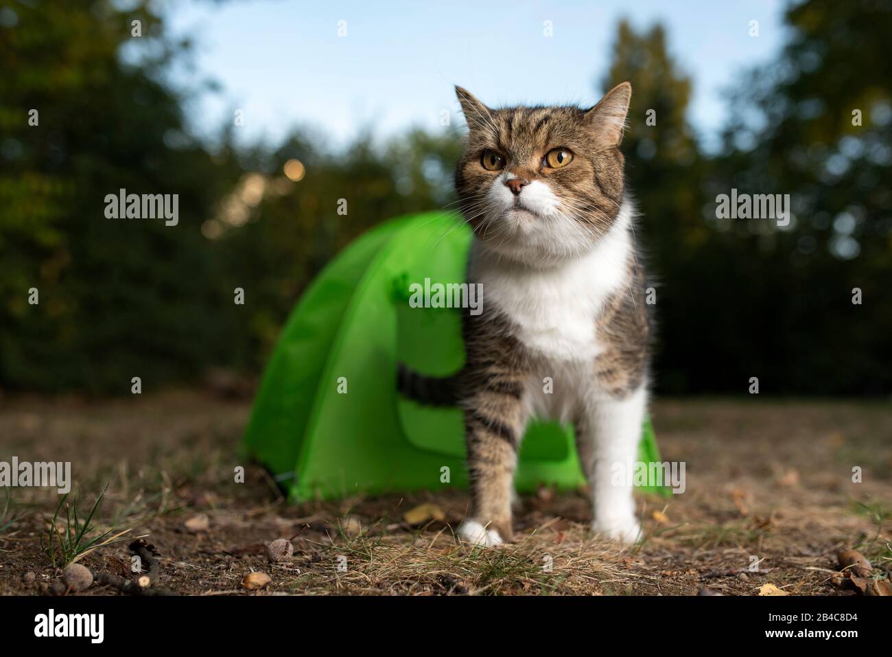 tabby chat britannique blanc de shorthair debout devant une mini tente verte plein air dans la nature à la recherche d'aventure juste avant l'aube Banque D'Images