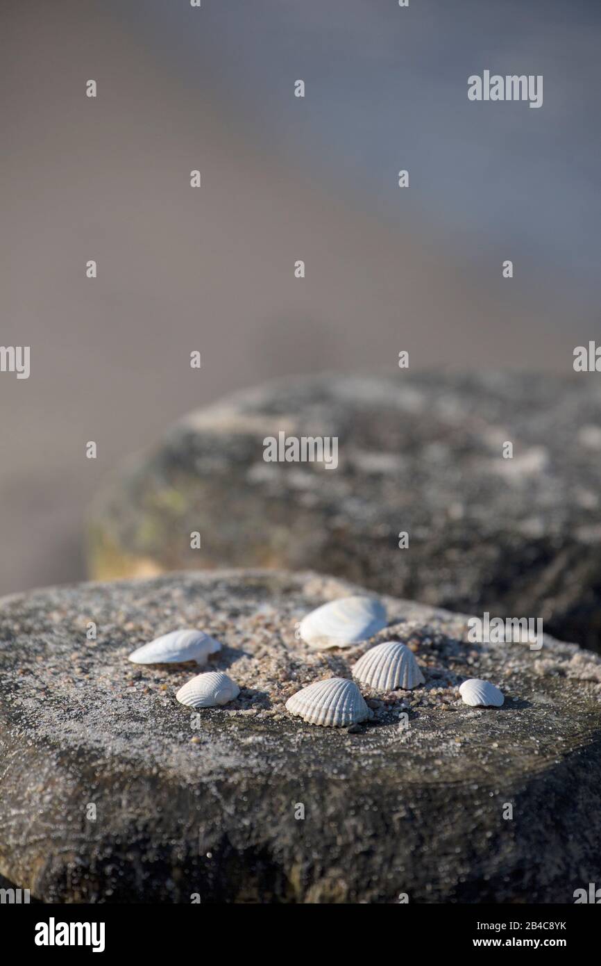 Aperçu de quelques coquillages blancs sur un vieux poteau en bois sur la plage. Banque D'Images