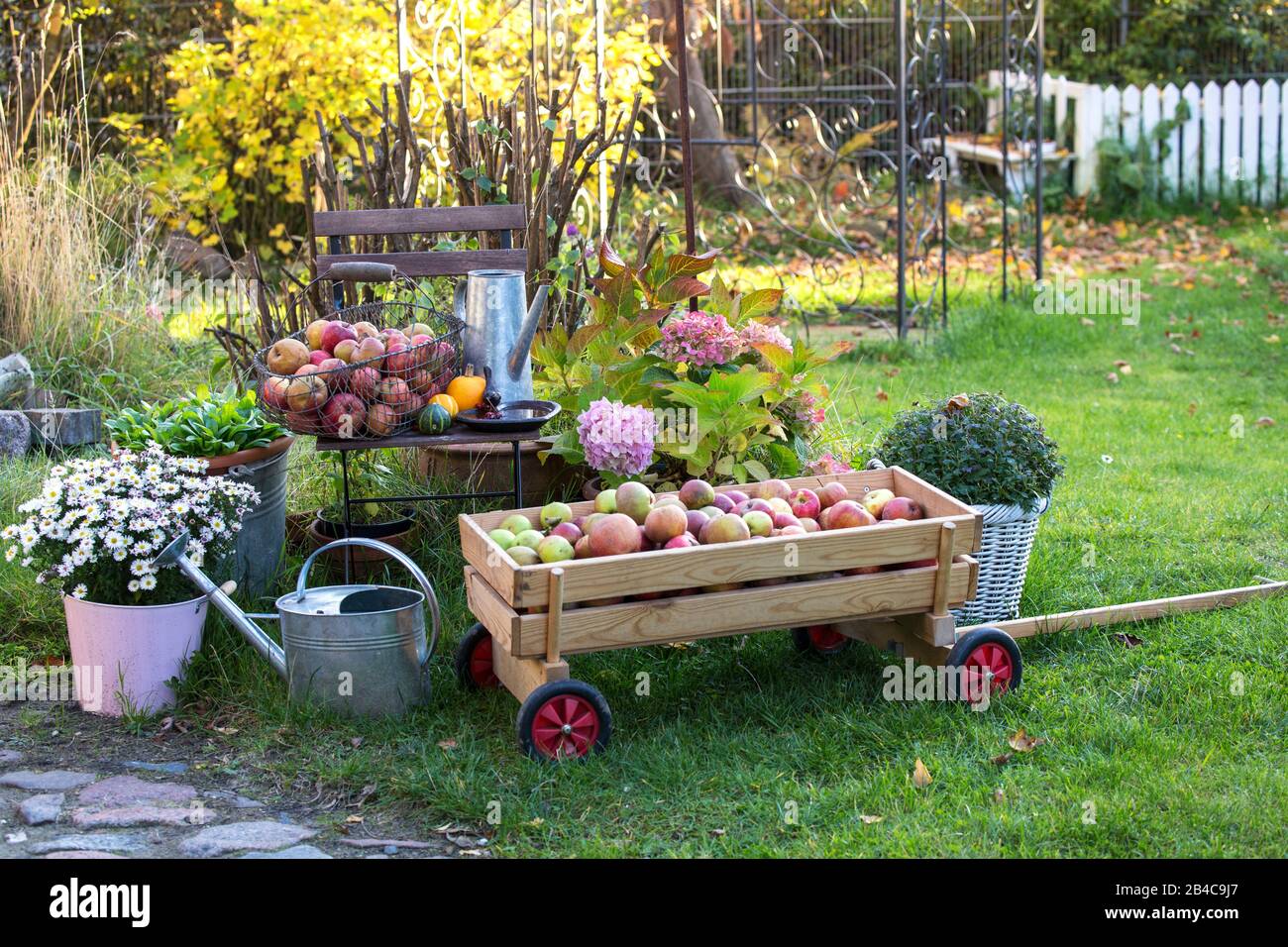 jardin de campagne d'automne avec petite voiturette en bois pleine de pommes Banque D'Images