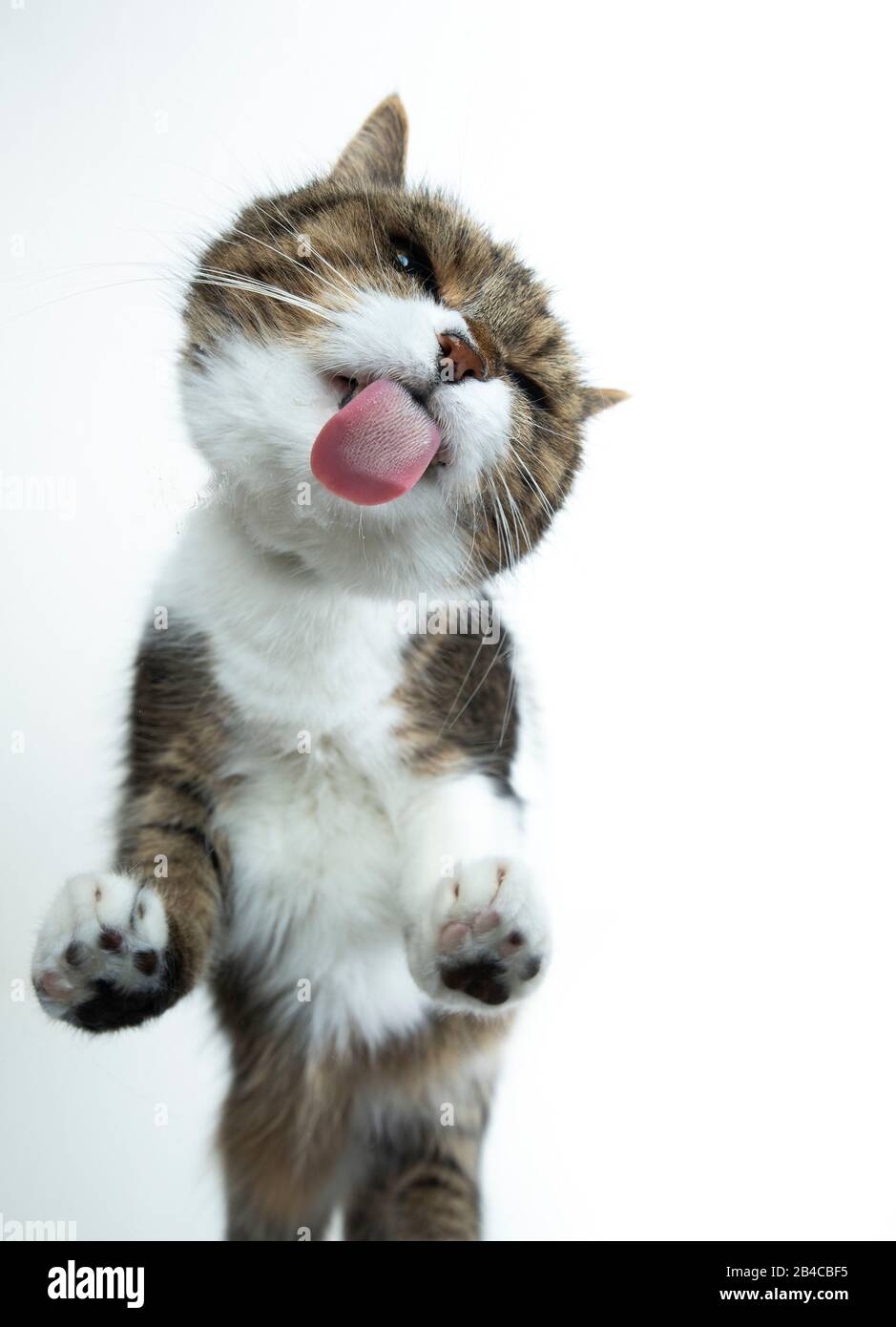Chat Qui Leche Une Vitre Banque De Photographies Et D Images A Haute Resolution Alamy
