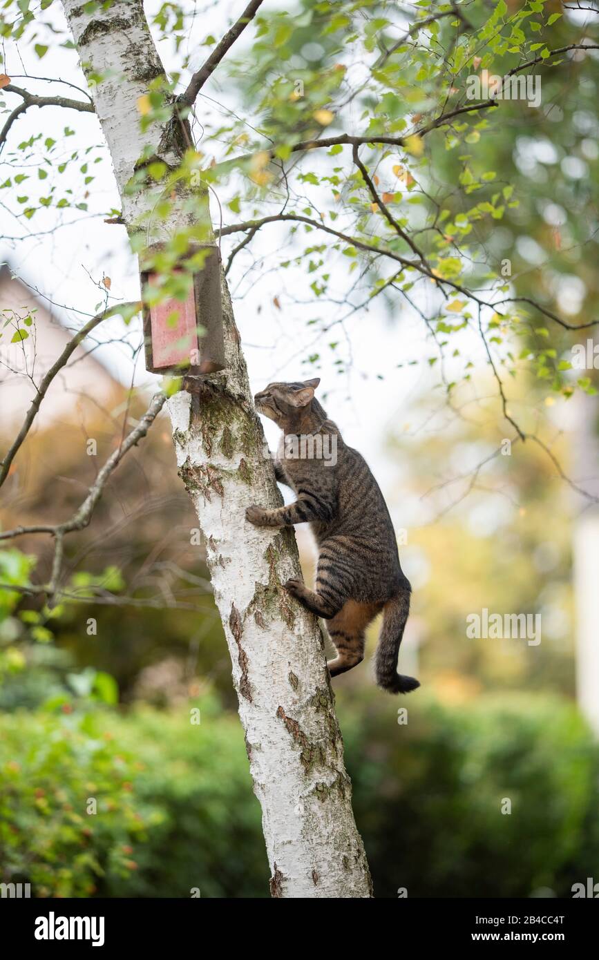 tabby domestique de chat de shorthair grimpant à l'arbre de bouleau avec birdhouse dans la cour arrière la regardant Banque D'Images