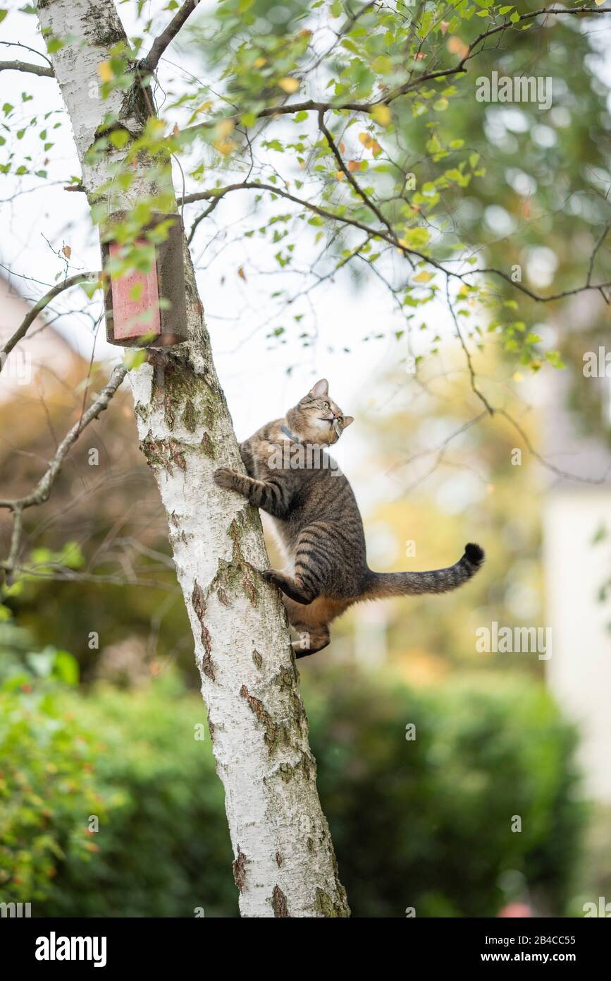 tabby domestique de chat de shorthair grimpant à l'arbre de bouleau avec birdhouse dans la cour arrière regardant loin observer les oiseaux Banque D'Images
