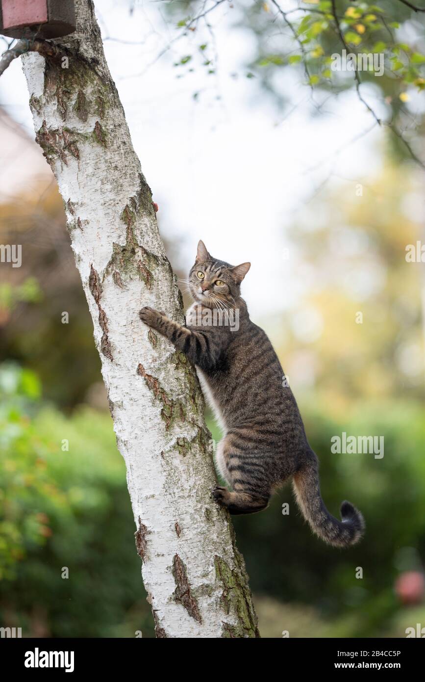 tabby domestique de chat de shorthair grimpant à l'arbre de bouleau avec birdhouse dans la cour arrière regardant la caméra Banque D'Images