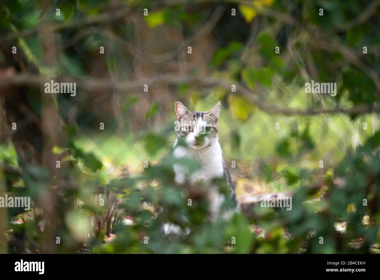 tabby blanc chat de shorthair domestique debout derrière la clôture de chaîne couverte de plantes regardant la caméra à l'extérieur dans la cour arrière Banque D'Images