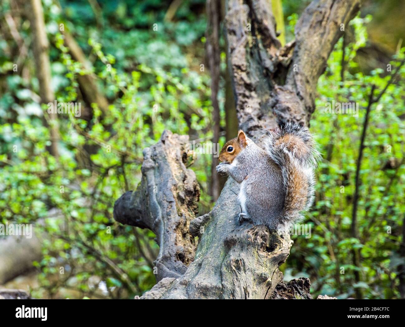 Squirrel gris dans les bois du parc des lacs Cosmiston, près de Penarth, au sud du Pays de Galles Banque D'Images