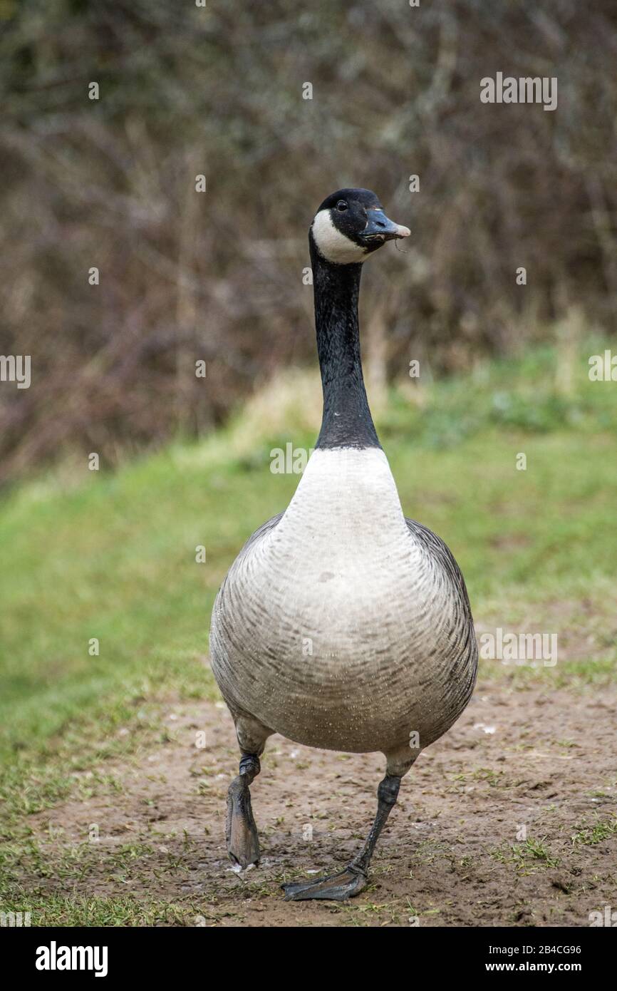 Bernache du Canada Branta canadensis au Cosmeston Country Park dans le sud du pays de Galles Banque D'Images