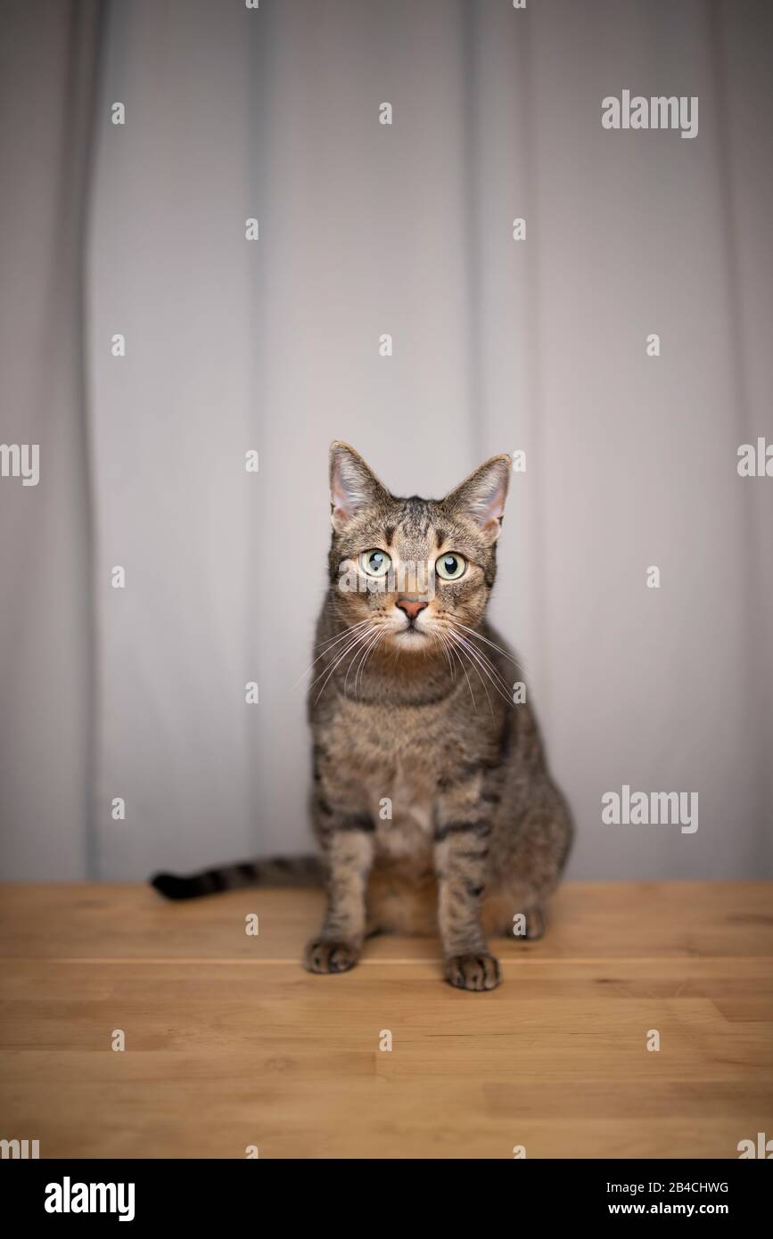 tabby domestique shorthair chat assis sur une table en bois devant le rideau regardant l'appareil photo avec espace de copie Banque D'Images