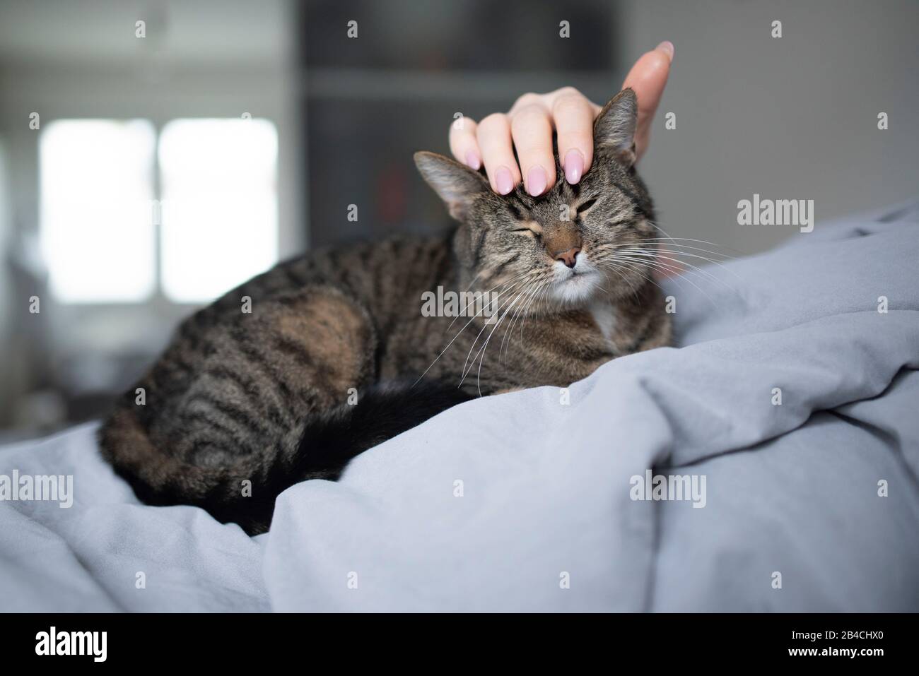 tabby domestique pylthair chat allongé sur le propriétaire dans le lit se faisant passer par la main humaine Banque D'Images
