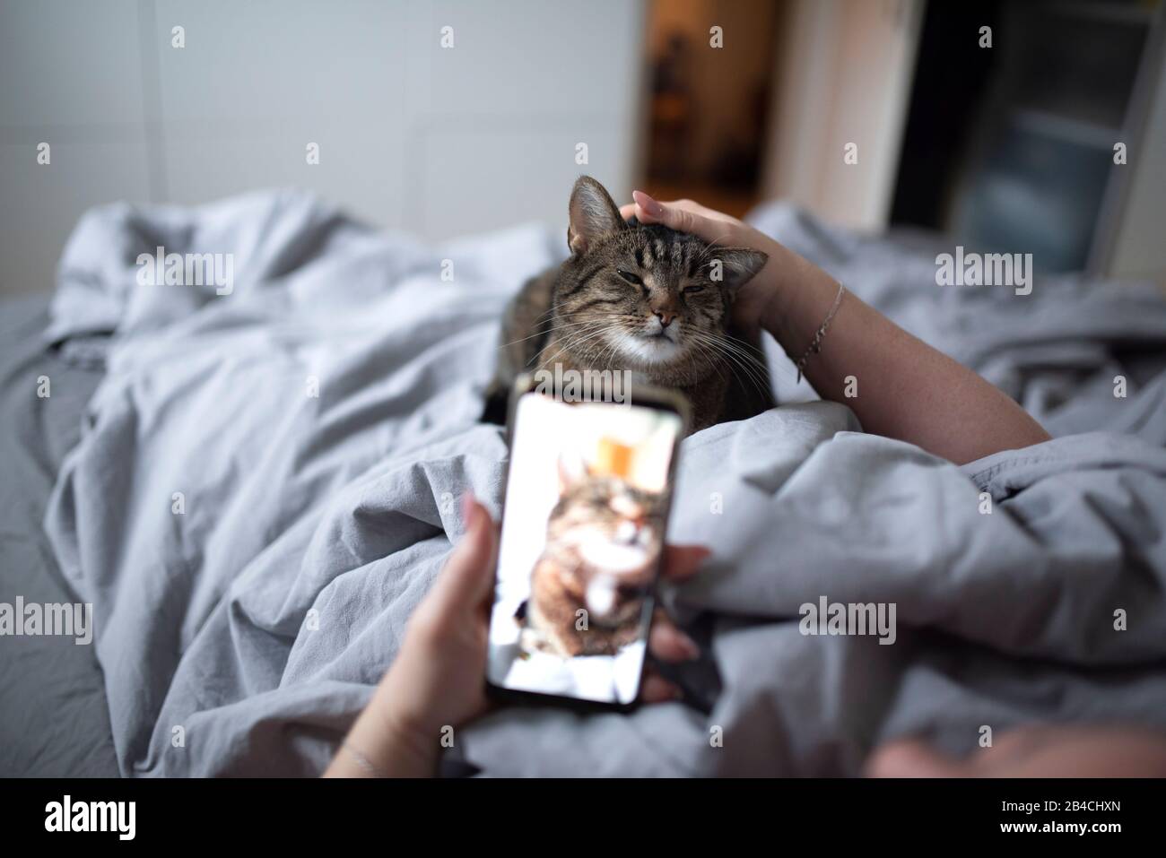 une femme imreconnaissable posée dans un lit en traçant des tabby domestique shorthair chat photographier avec un smartphone Banque D'Images