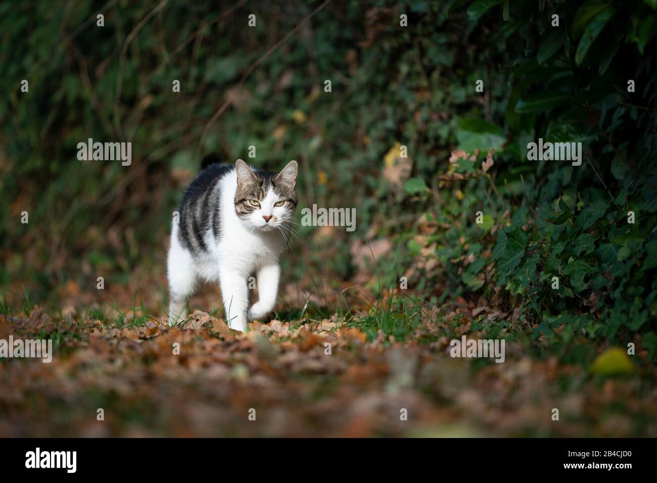 tabby blanc domestique shorthait chat marchant sur l'automne quitte plein air dans la nature regardant la caméra Banque D'Images