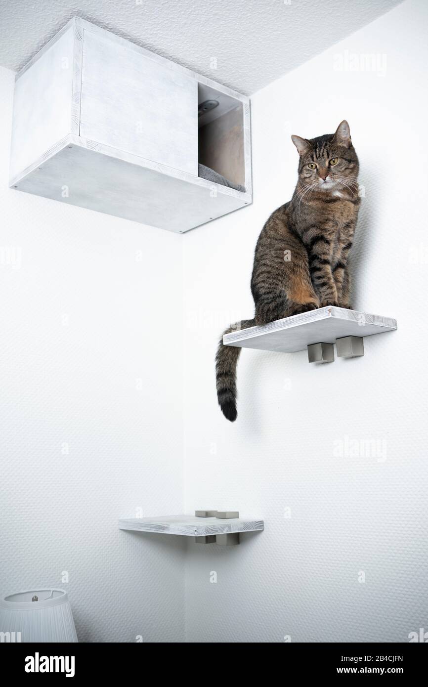 tabby domestique shorthair chat assis à l'étape devant le bricolage animal de compagnie étagère de grotte regardant vers le bas Banque D'Images