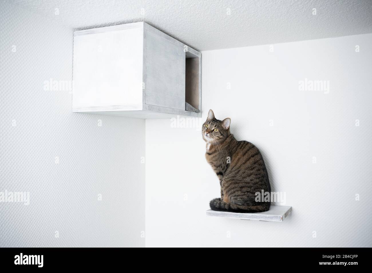 tabby domestique shorthair chat assis sur le pas devant le bricolage animal de compagnie étagère regardant Banque D'Images