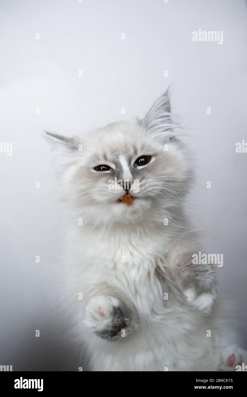 vue de bas en haut d'un joli tabby bleu argent point blanc ragdoll chaton manger de la nourriture sèche sur une table en verre regardant l'appareil photo Banque D'Images