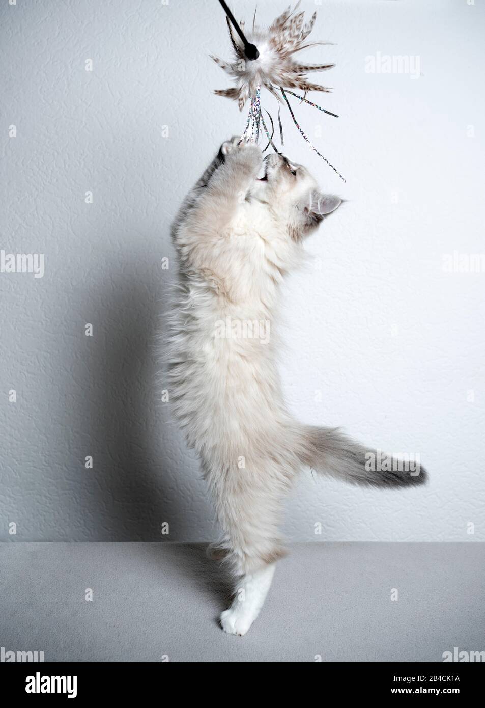 vue latérale d'un joli tabby bleu argent point blanc ragdoll chaton jouant sauter le jouet de plume de rattrapage Banque D'Images