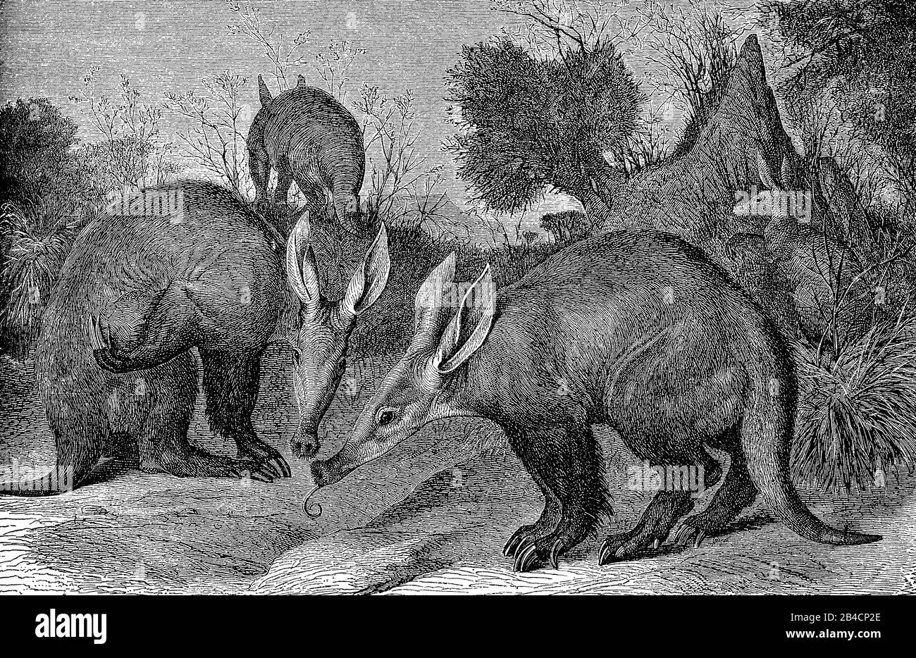 Paysage sauvage avec un troupeau d'aardvarks, mammifère nocturne indigène à l'Afrique avec un museau de porc Banque D'Images