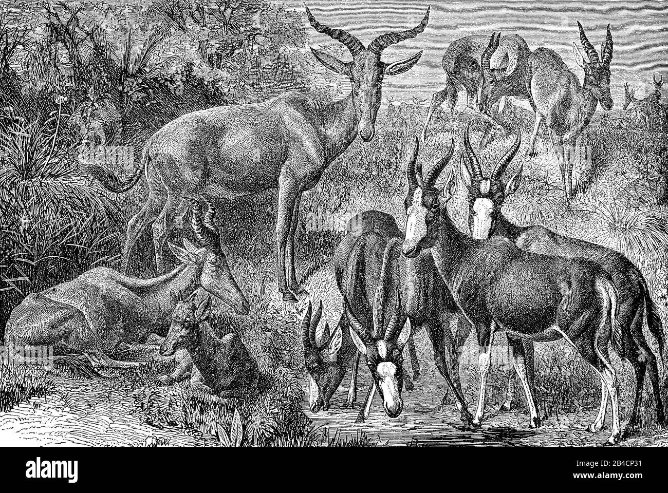 Paysage sauvage avec un troupeau d'alcelaphes africains avec des cornes tordues et spirales Banque D'Images