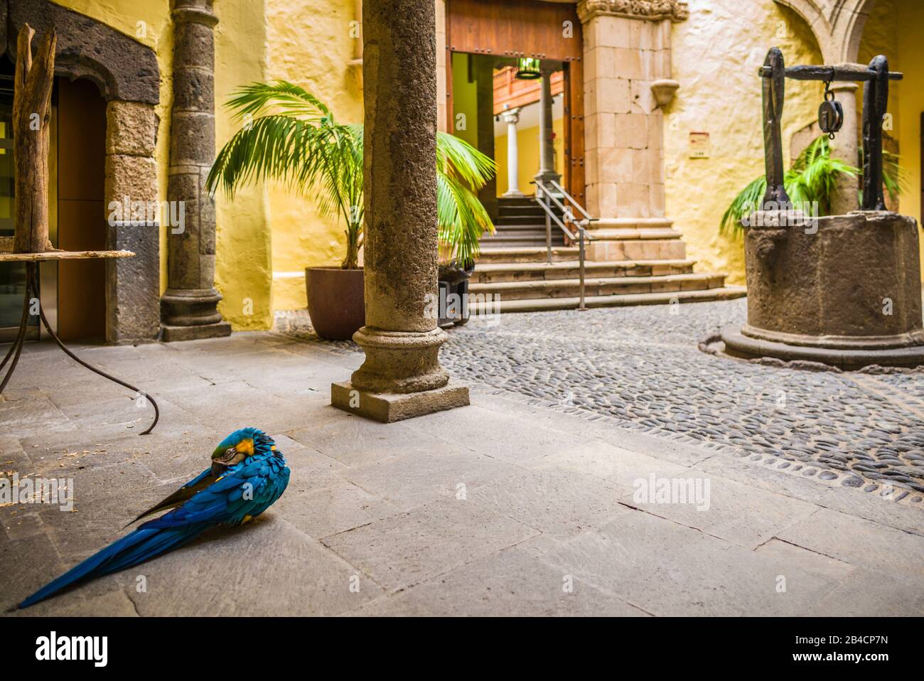 Espagne, Canaries, Gran Canaria Island, Las Palmas de Gran Canaria, la Casa Museo de Colón, cour avec parrot Banque D'Images