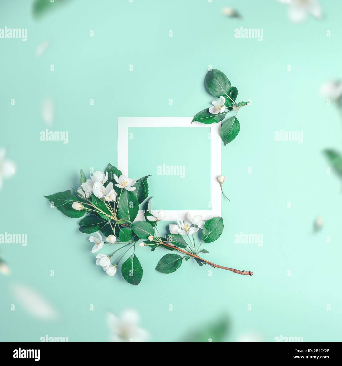 Aménagement créatif avec pommier fleuri sur fond de menthe. Ressort plat Banque D'Images