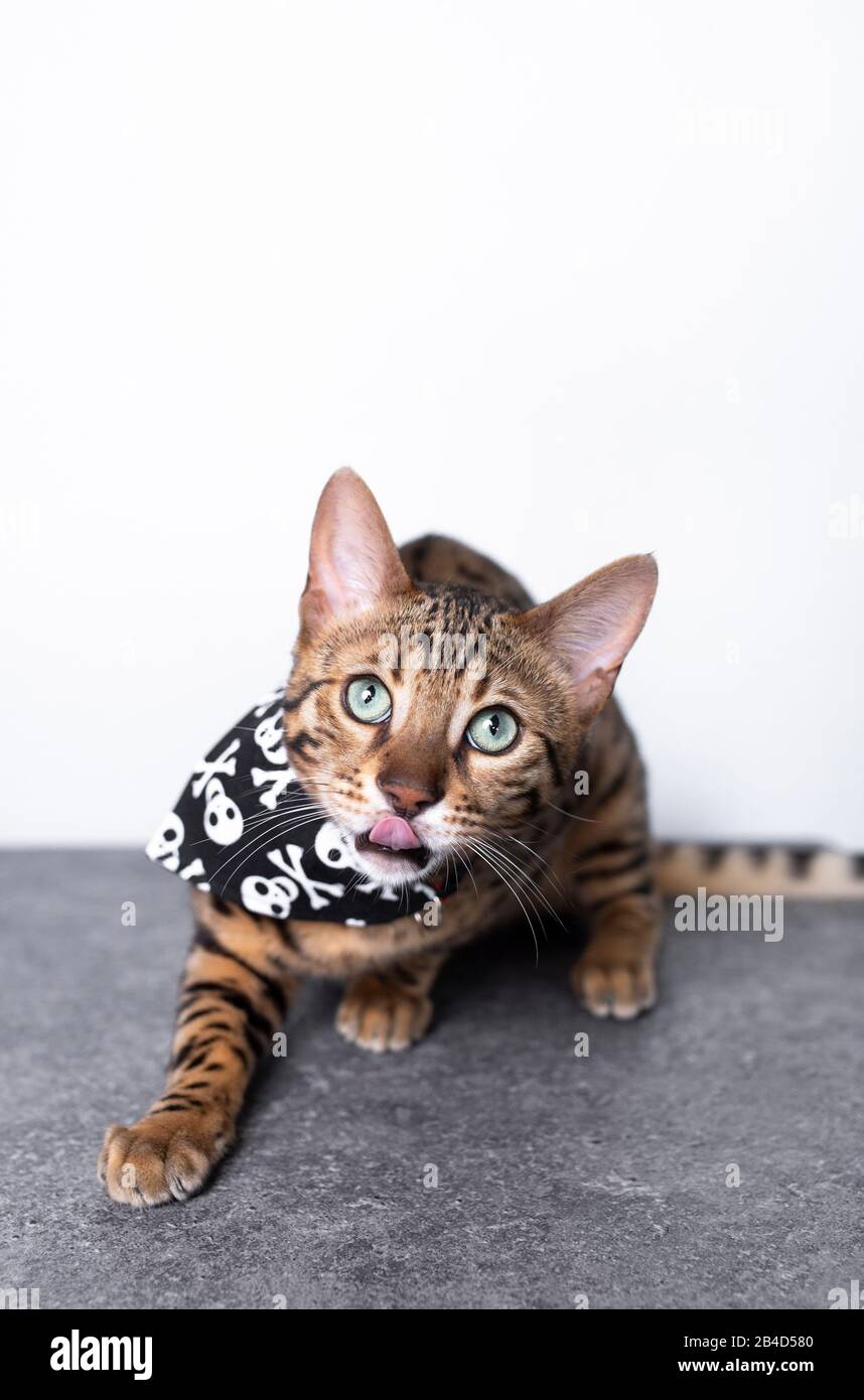 tabby bite bengal marron debout sur un sol en béton devant un mur blanc portant un bandana de chat avec un imprimé tête de mort sortant de la langue Banque D'Images