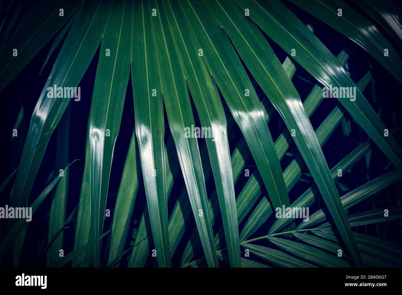Feuille de palmier vert foncé avec reflet de la lumière du soleil. Arrière-plan naturel. Banque D'Images