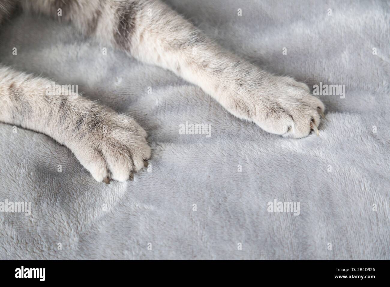 Pattes Gris Clair Et Griffes D Un Chat Britannique A Pattes Courtes Allonge Sur Un Tapis En Gros Plan Avec Espace De Copie Photo Stock Alamy