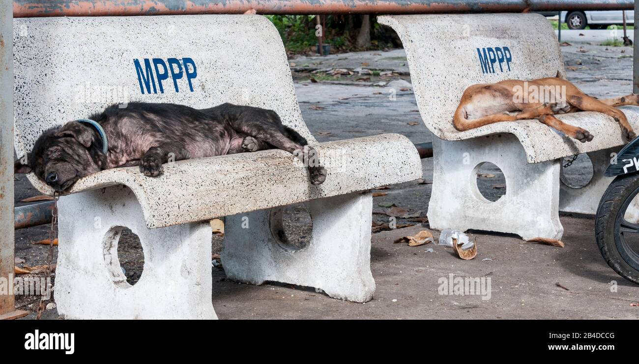 Deux chiens paresseux se détendent Banque D'Images