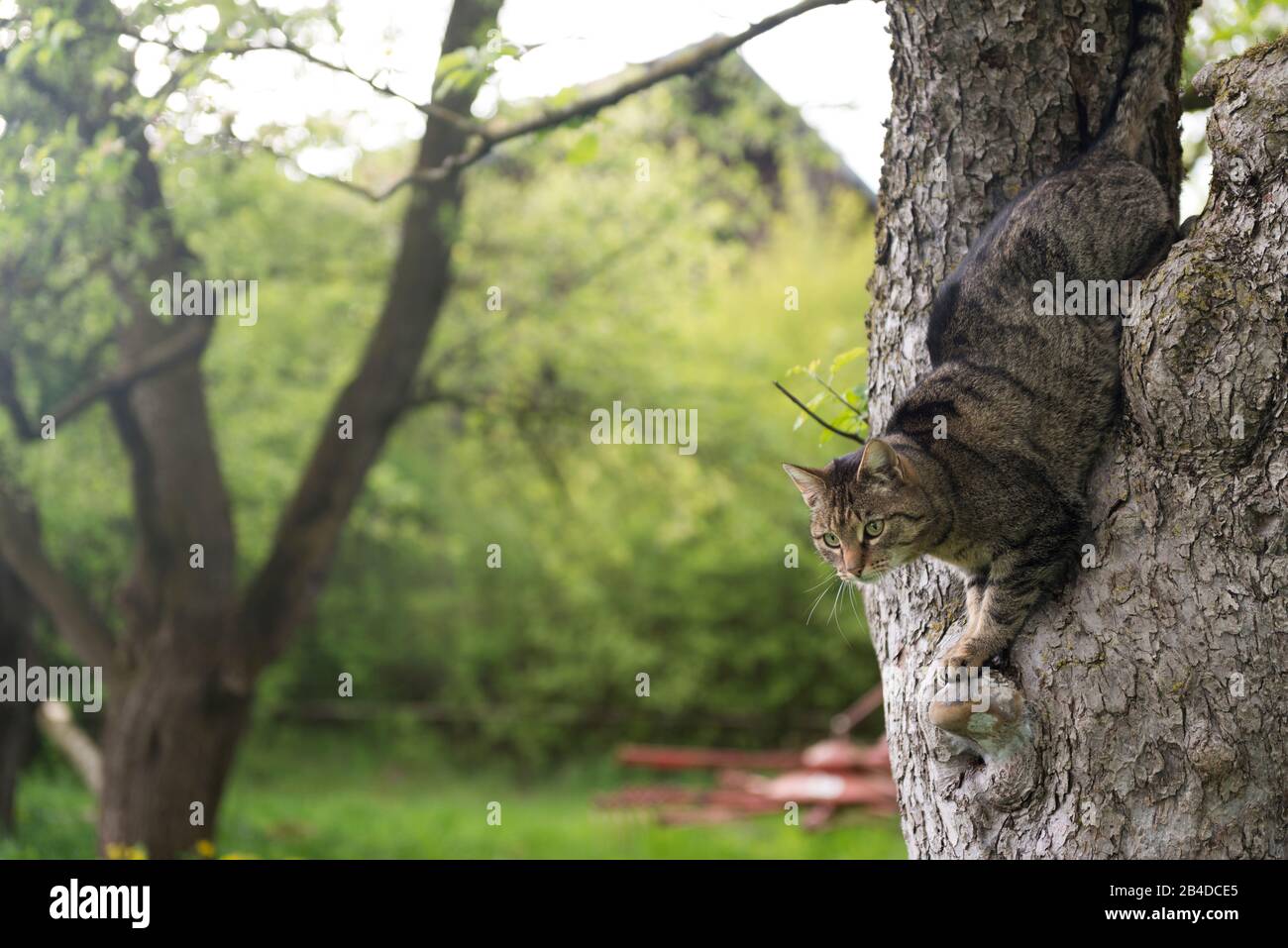 Chat dans l'arbre, ferme Banque D'Images