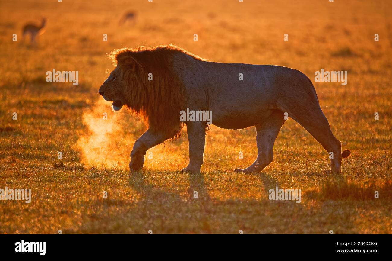 Mane lion (Panthera leo) au lever du soleil dans la savane de gazon, Maasai Mara Wildlife Sanctuary, Kenya Banque D'Images