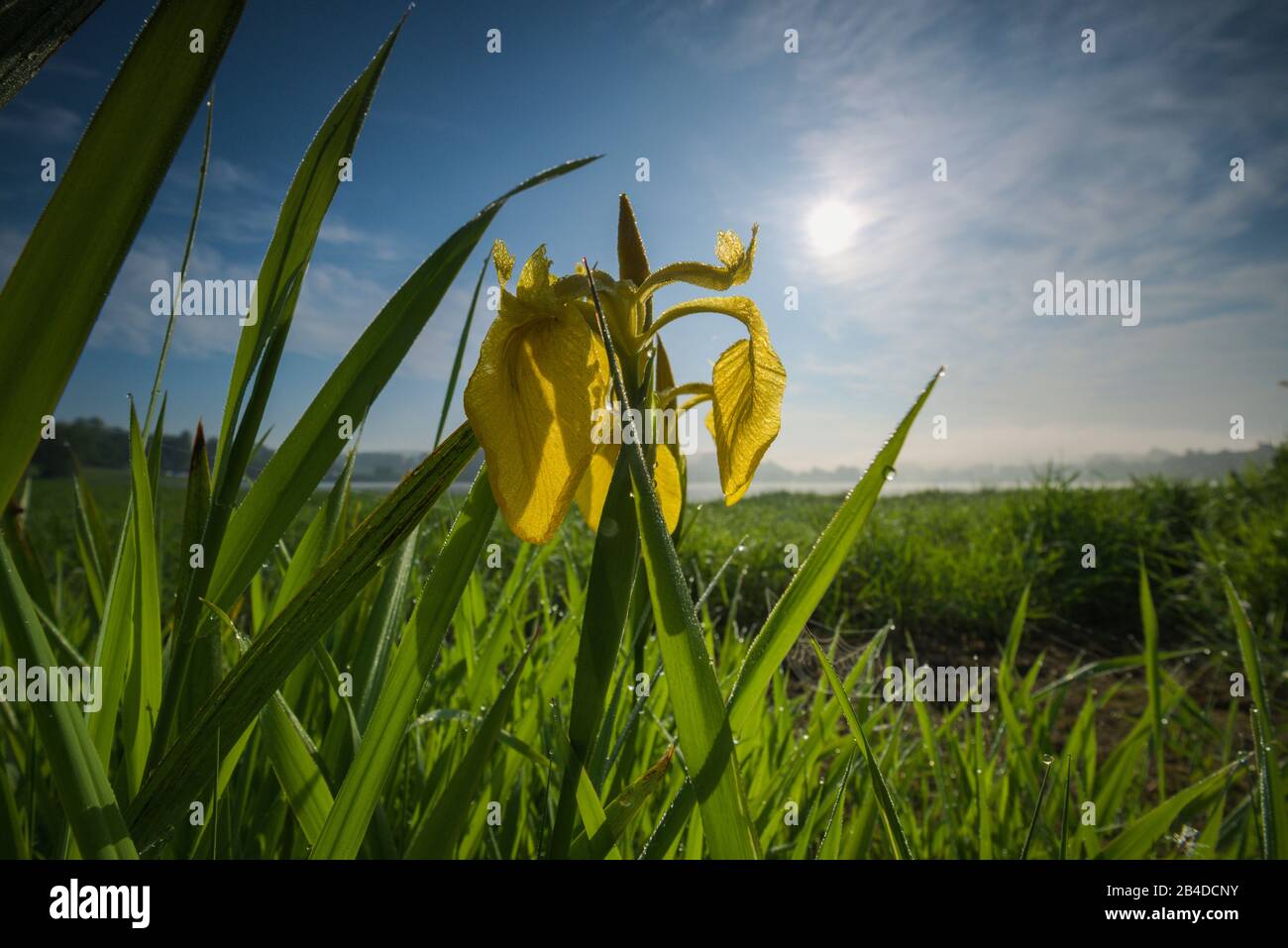 Pré, plante, jaune, herbe Banque D'Images