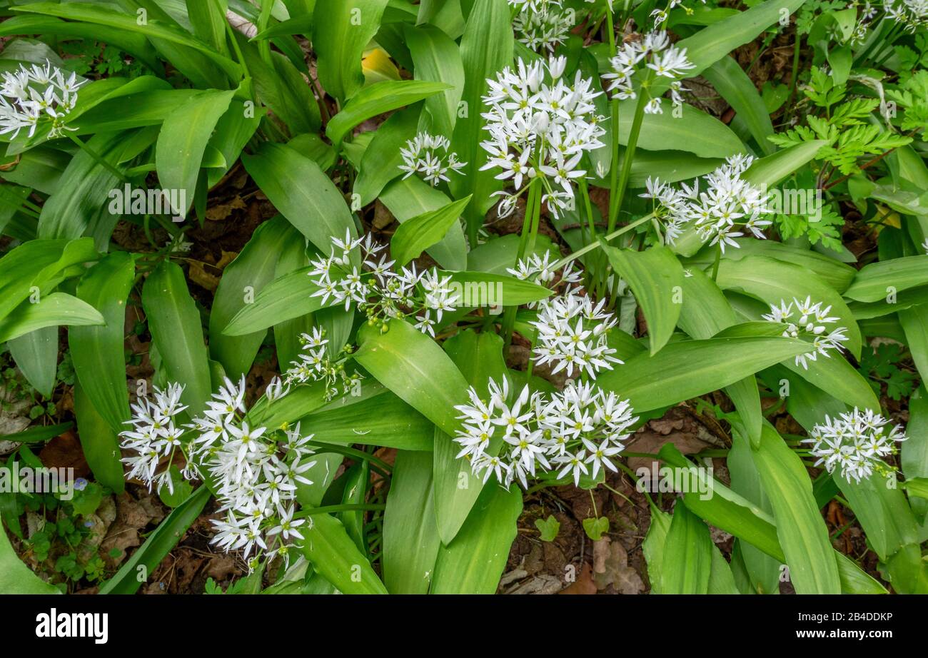 Ail sauvage fleuri (Allium ursinum), Bavière, Allemagne, Europe Banque D'Images