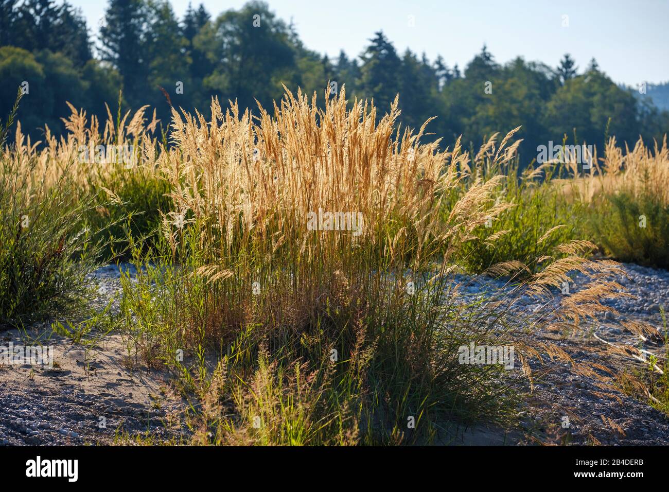 Herbe de campagne florissante (Calamagrostis epigejos), réserve naturelle Isarauen, Haute-Bavière, Bavière, Allemagne Banque D'Images