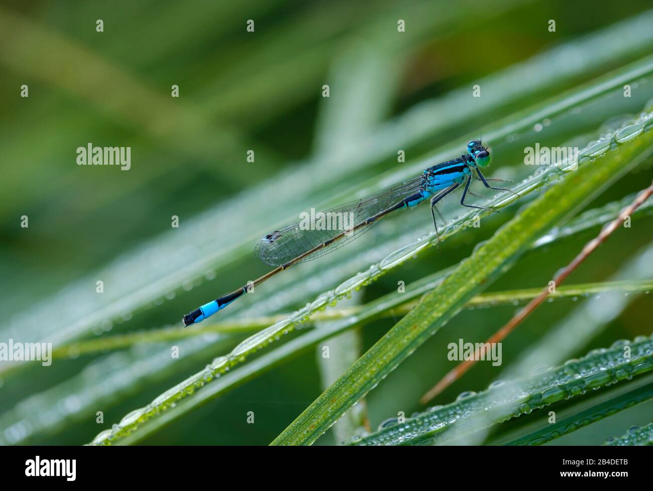 Grand libellule (Ischnura elegans), homme, Bavière, Allemagne Banque D'Images