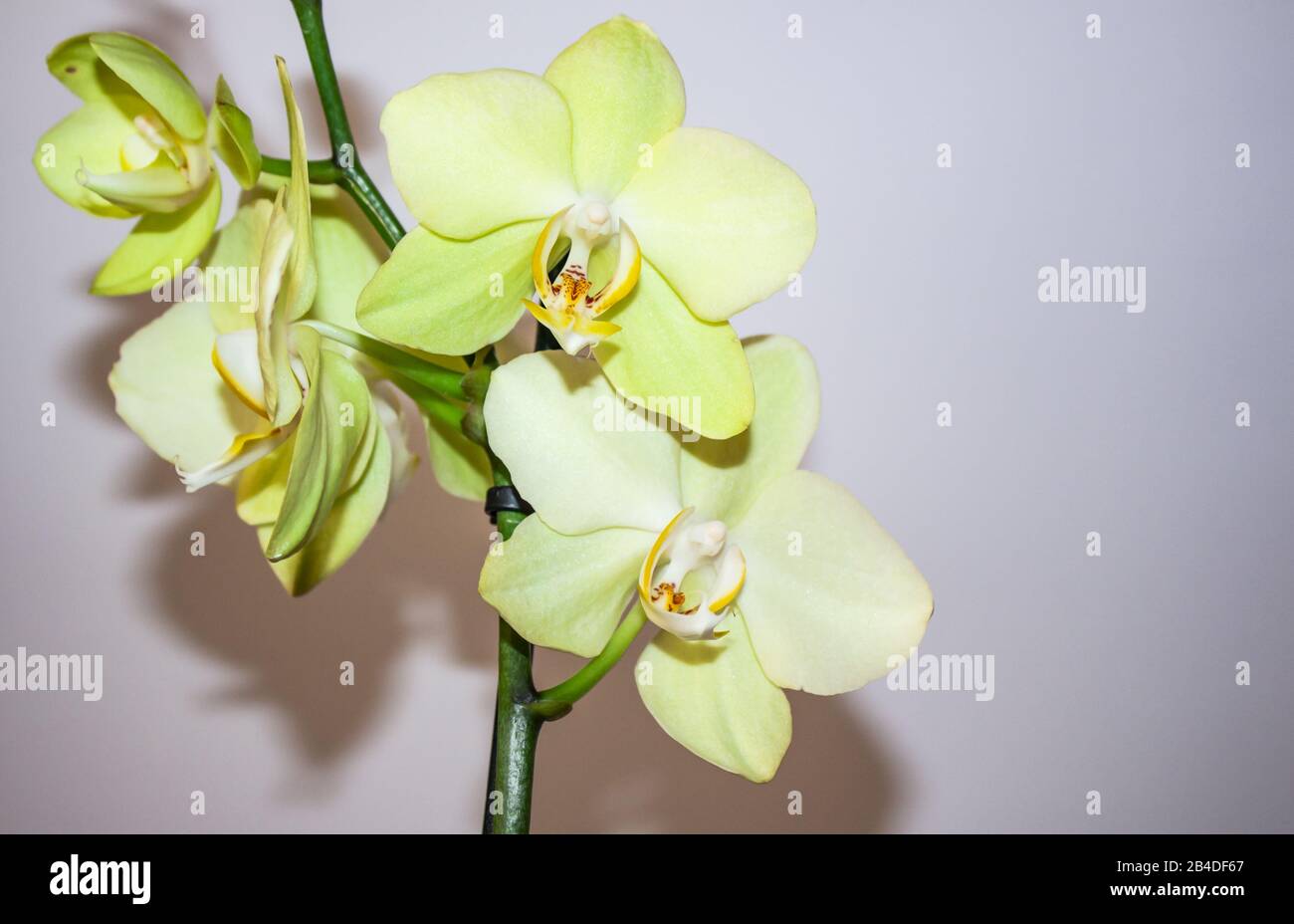 Fleur d'orchidée dans le jardin d'orchidées en hiver ou en printemps. Fleur  d'orchidée pour la beauté des cartes postales et le design agricole. Belle  fleur d'orchidée Photo Stock - Alamy