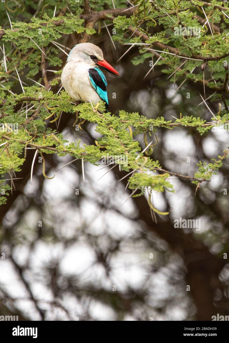 Tanzanie, Nord De La Tanzanie, Parc National Du Serengeti, Cratère De Ngorongoro, Tarangire, Arusha Et Lac Manyara, Senegalliest, Kingfisher Africain, Halcyon Senegalensis Banque D'Images