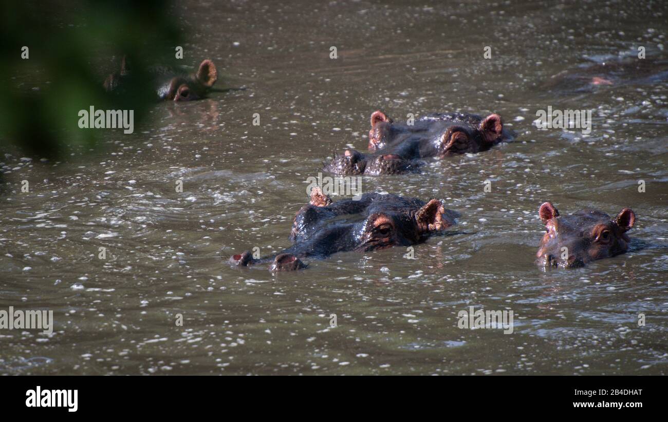 Tanzanie, Nord de la Tanzanie, Parc national du Serengeti, cratère de Ngorongoro, Tarangire, Arusha et le lac Manyara, hipos dans l'eau, amphibius d'Hippopotamus Banque D'Images