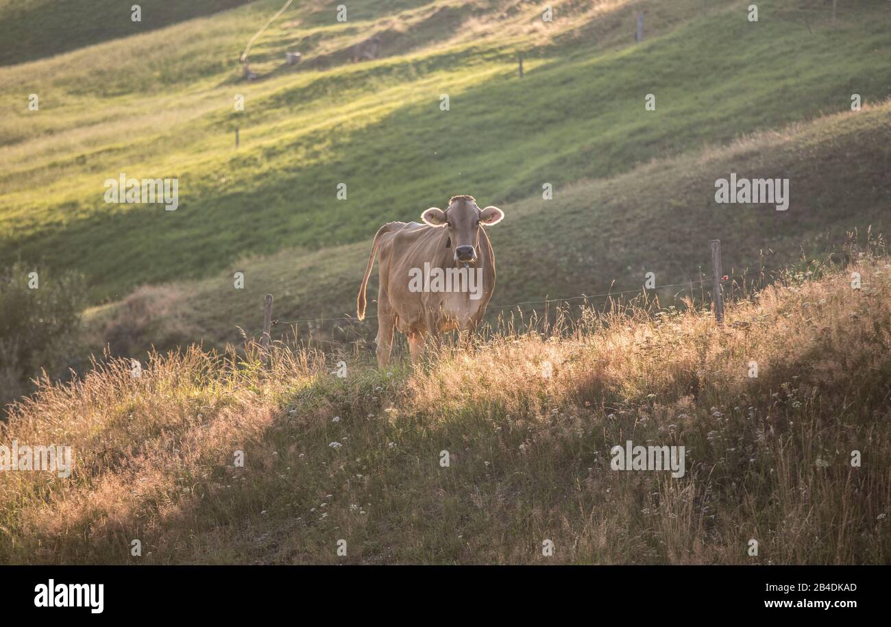 Appenzellerland, Suisse, Alpes, montagnes, vache suisse, vache Heureuse, Soirée, feu de recul, Banque D'Images