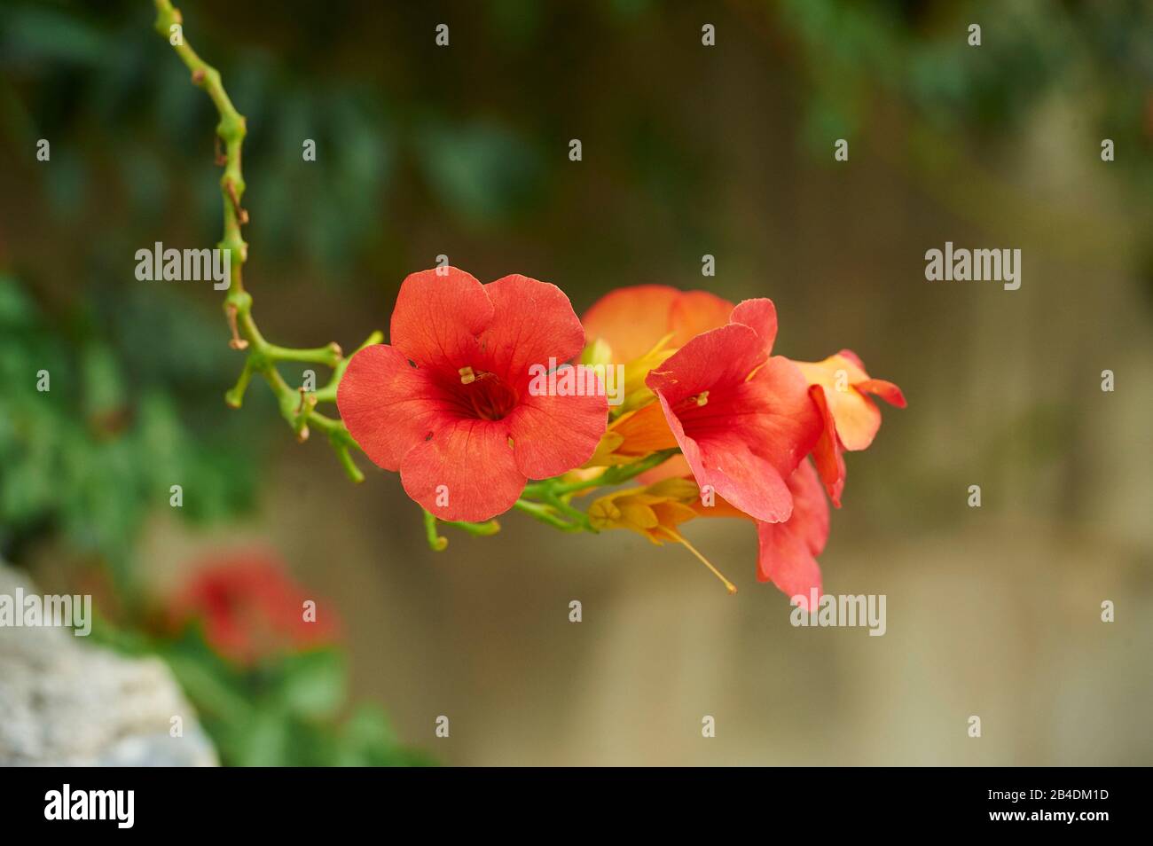 Freesia rouge, fleur, floraison, été, Crète, Grèce Banque D'Images