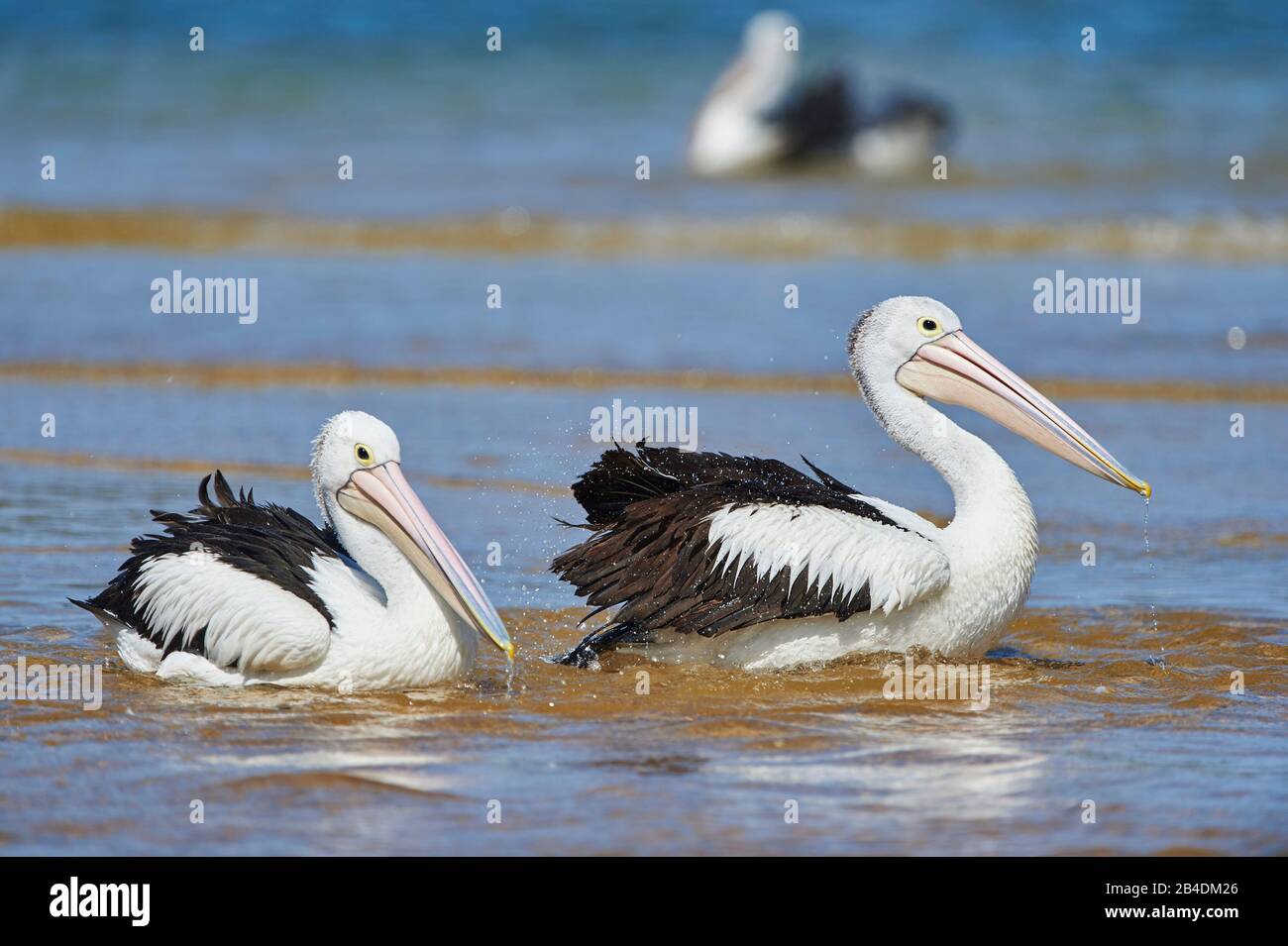 Pélicans africains (Pelecanus ospillatus), eau, latéralement, natation, gros plan, Nouvelle-Galles du Sud, Australie Banque D'Images