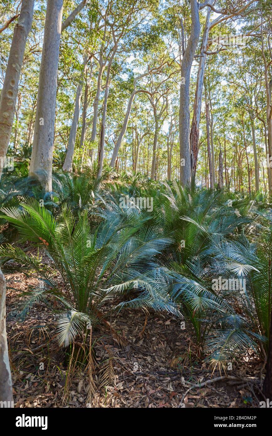 Forêt d'eucalyptus (chaîne des Eueucalyptus) avec fougères de palmiers (Macrozamia macdonnellii) au printemps dans le parc national de Murramarang, Nouvelle-Galles du Sud, Australie Banque D'Images