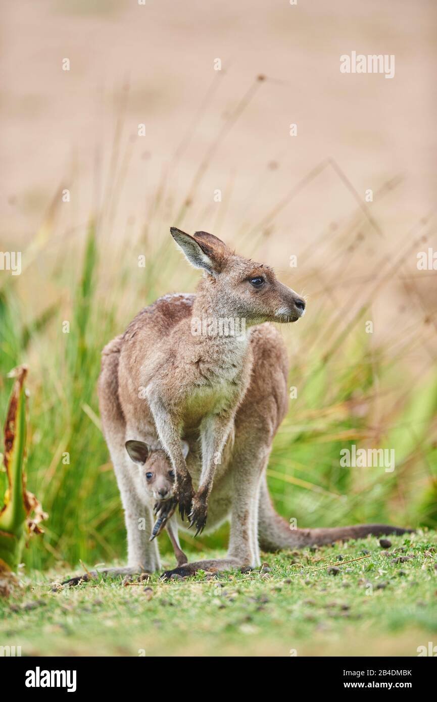 Kangaroo gris oriental (Macropus giganteus), animal mère avec cub en sac,  pré, frontal, debout, Australie, Océanie Photo Stock - Alamy