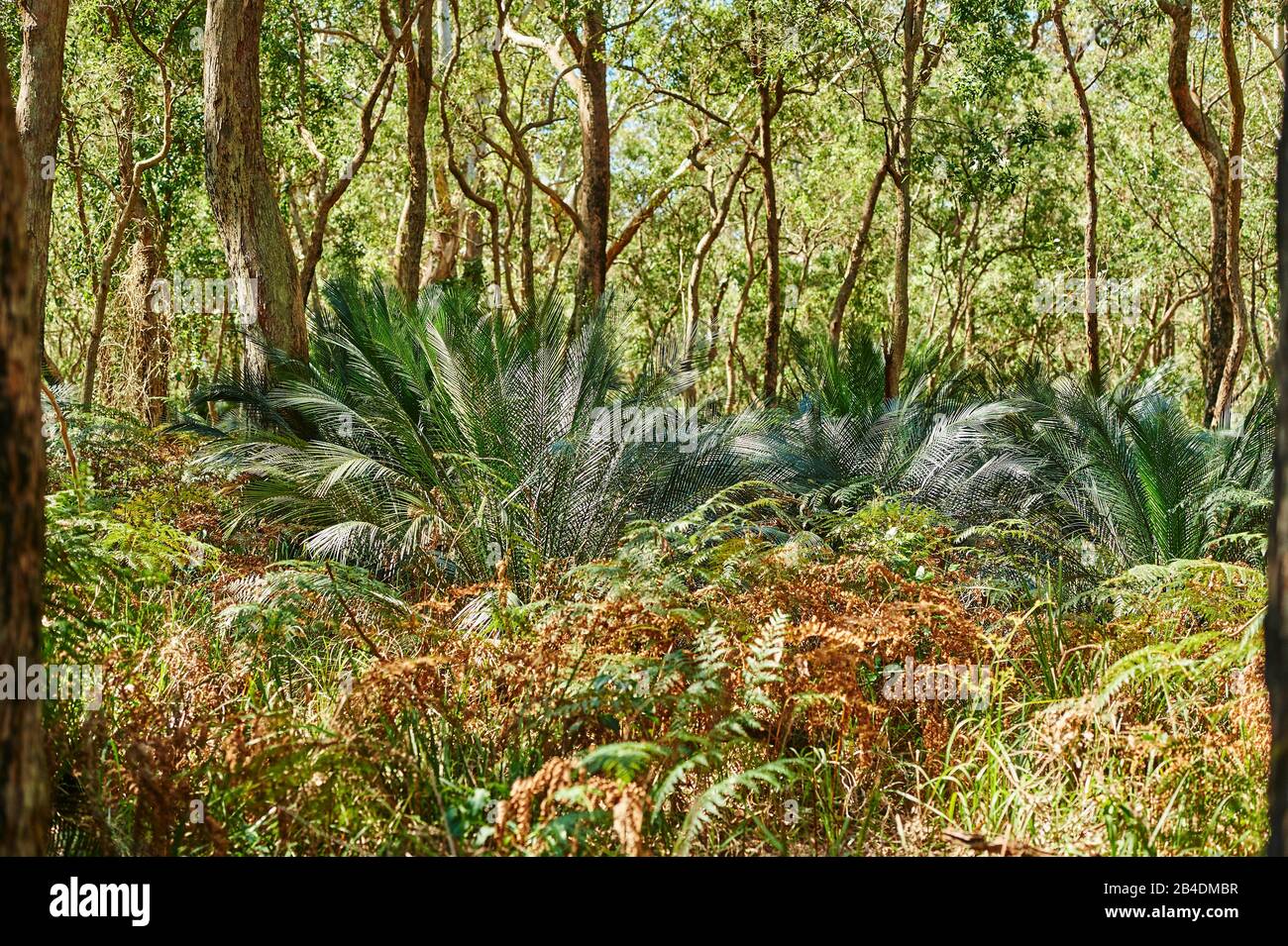 Forêt d'eucalyptus (chaîne des Eueucalyptus) avec fougères de palmiers (Macrozamia macdonnellii) au printemps dans le parc national de Murramarang, Nouvelle-Galles du Sud, Australie Banque D'Images