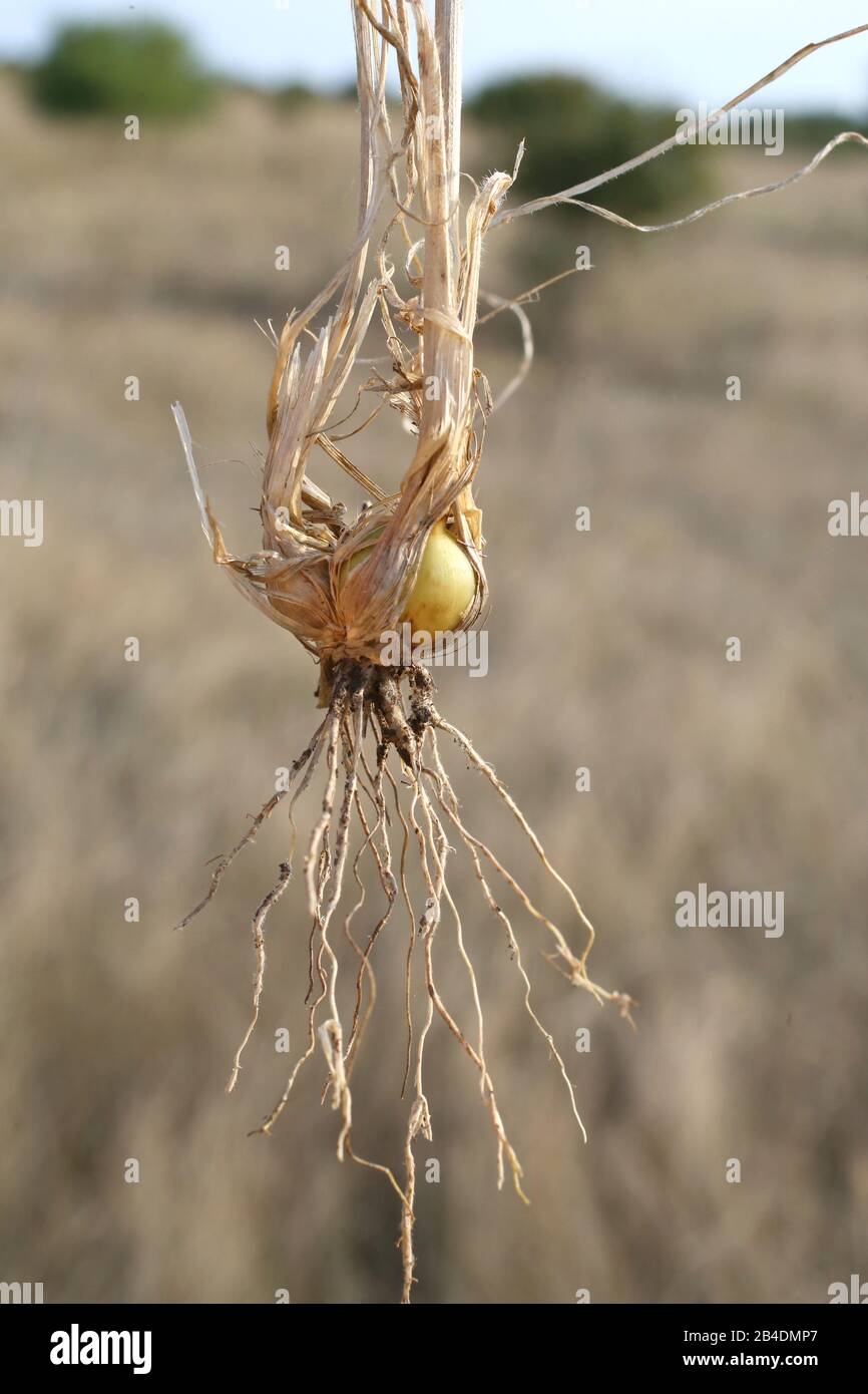 - plante sauvage grenée en été. Banque D'Images