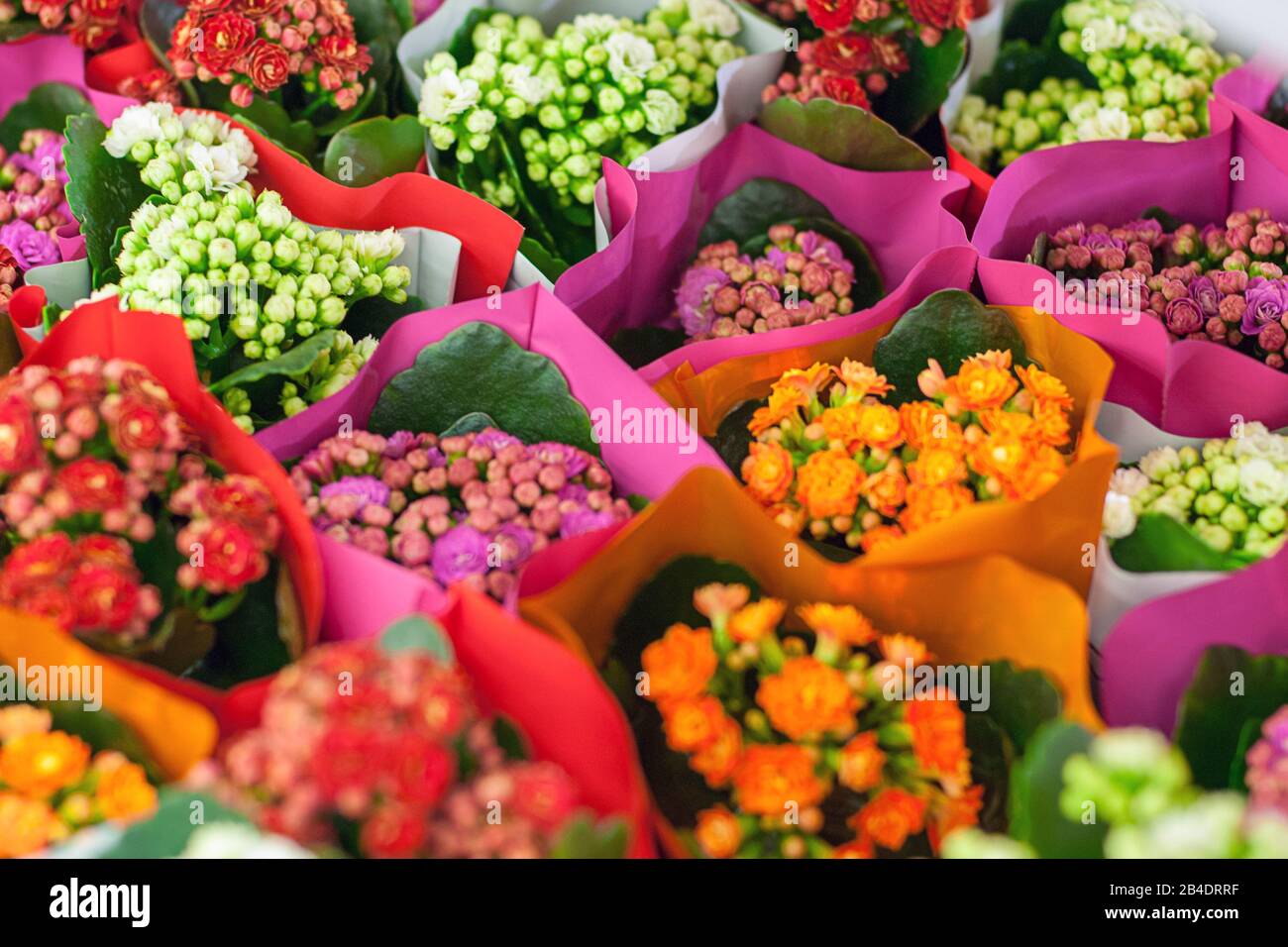 Fleurs de Kalanchoe multicolores sur le marché Banque D'Images