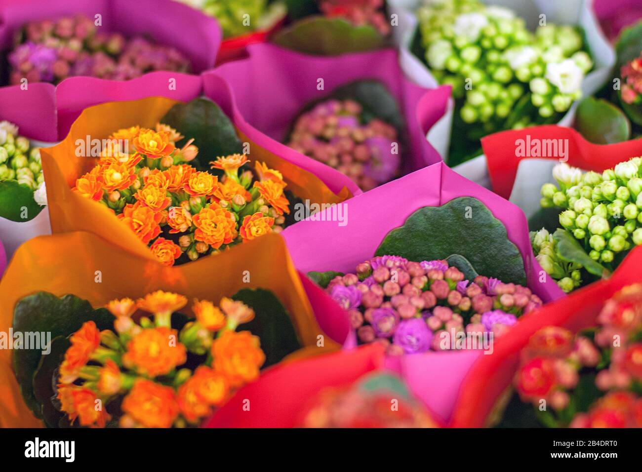 Fleurs de Kalanchoe colorées fleuries enveloppées dans du papier brillant Banque D'Images