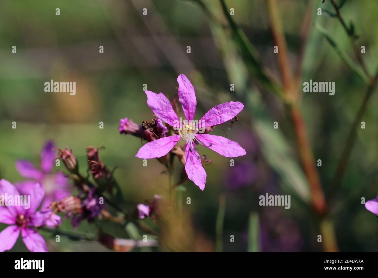 Lythrum virgatum - plante sauvage prise en été. Banque D'Images