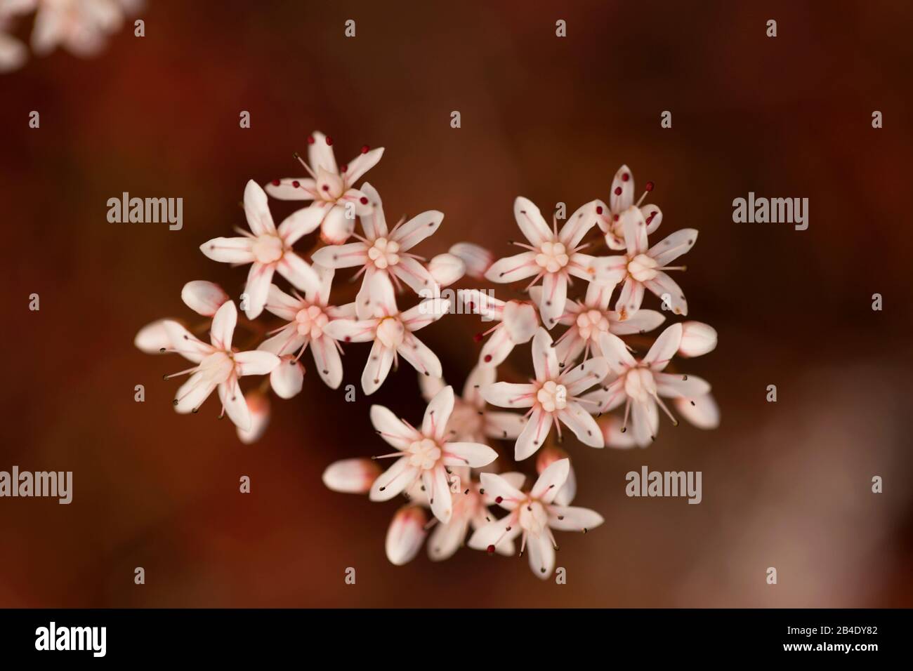 Petites fleurs dans le jardin Banque D'Images