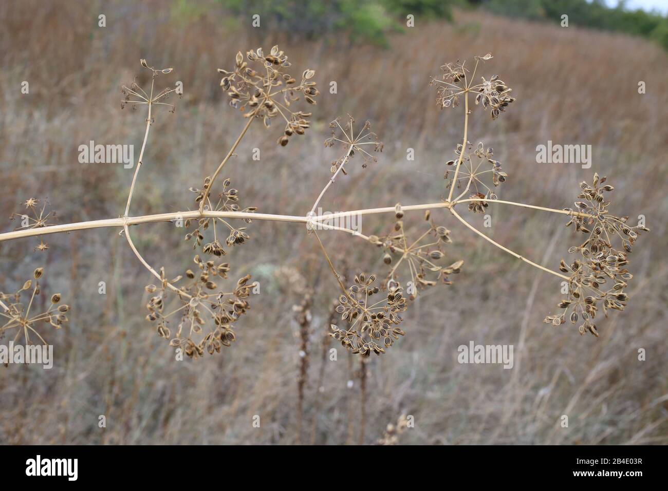 Opopanax chironium subsp. Bulgaricum - plante sauvage grenée en été. Banque D'Images