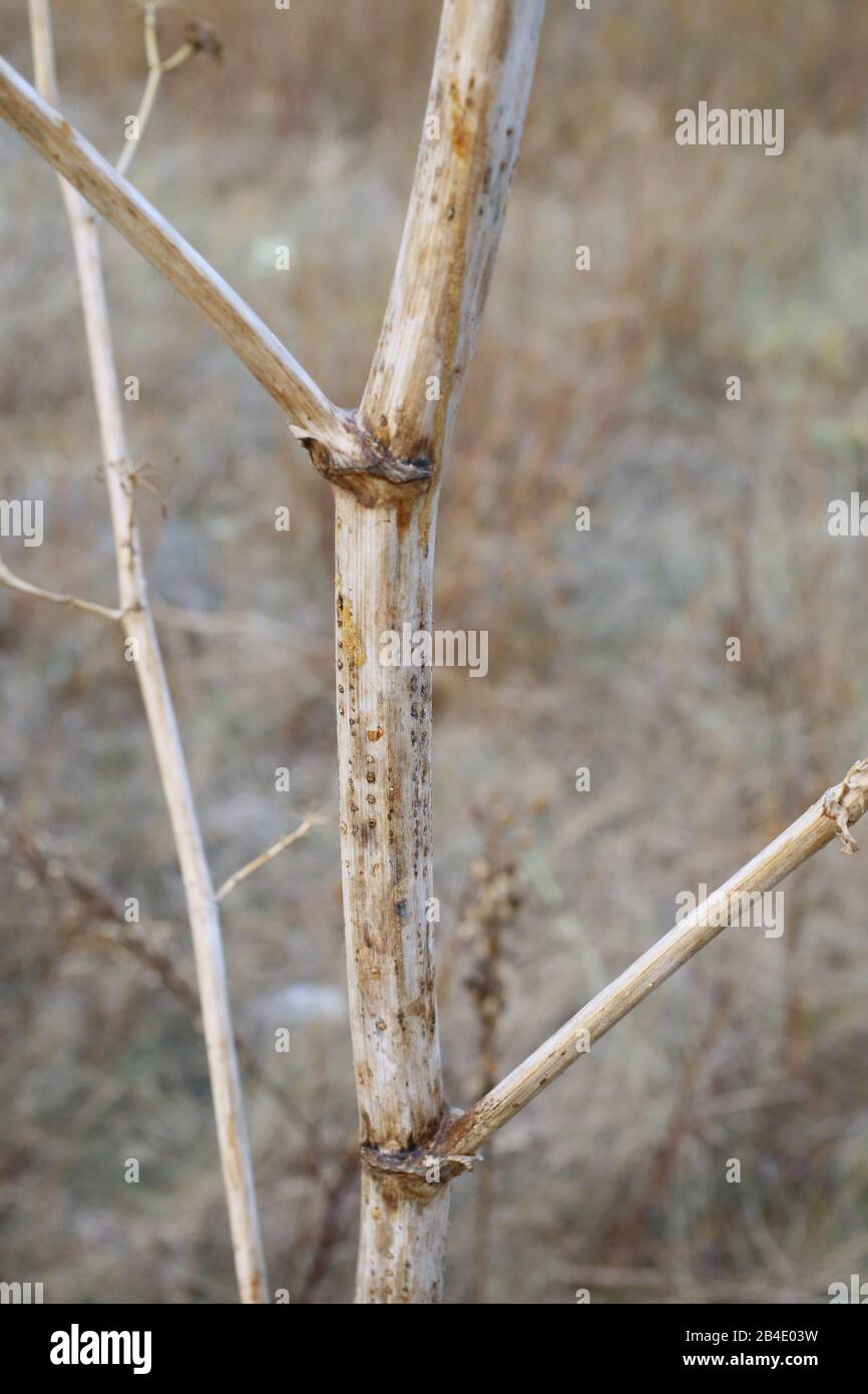 Opopanax chironium subsp. Bulgaricum - plante sauvage grenée en été. Banque D'Images