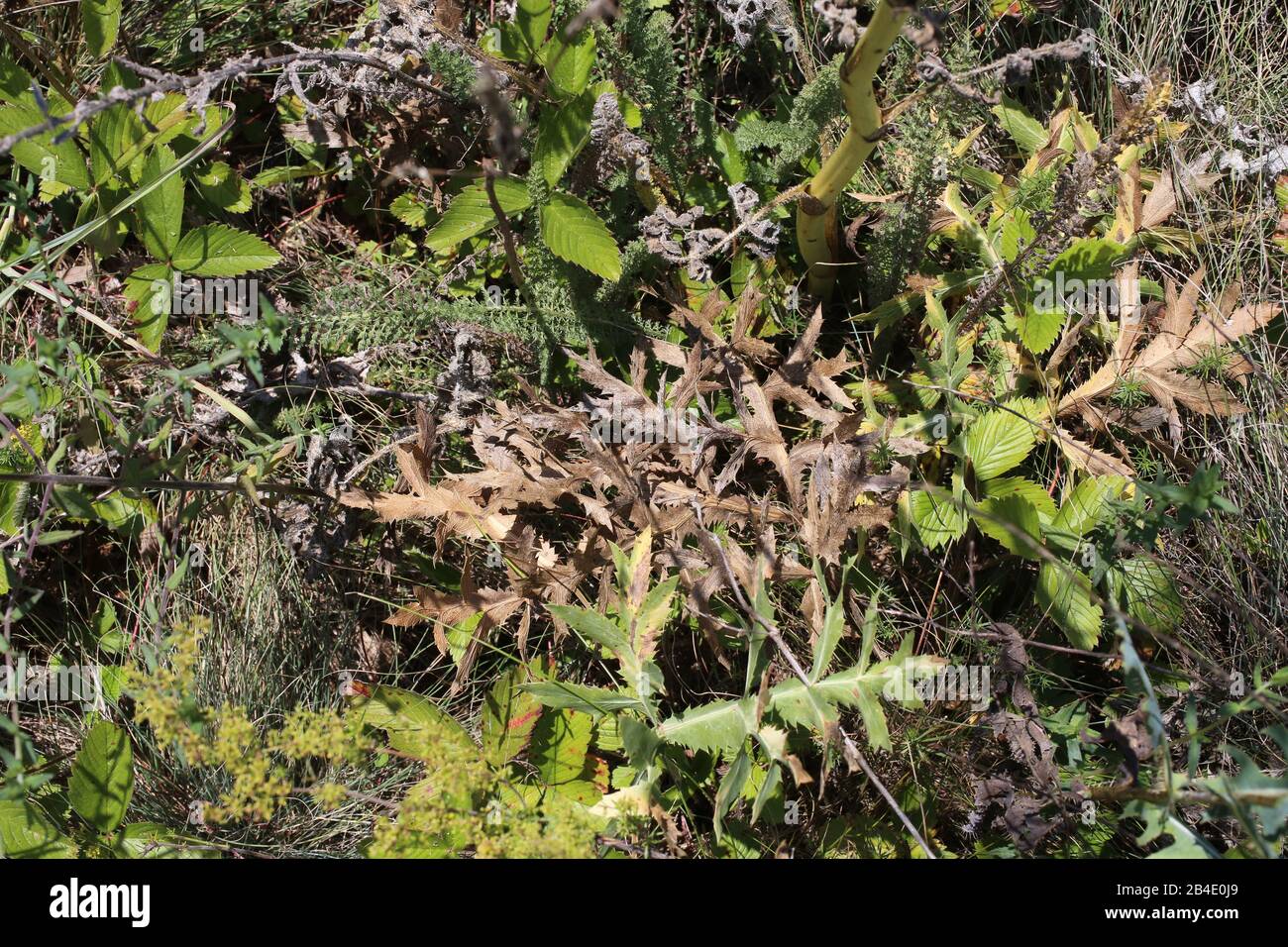 Opopanax hispidum - plante sauvage prise en été. Banque D'Images